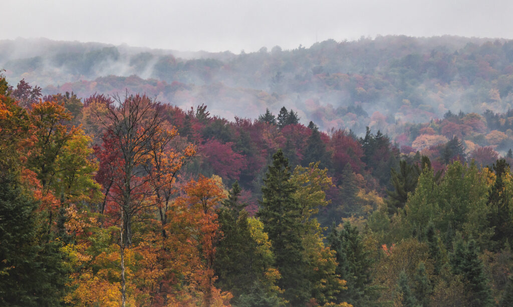 Fog over fall colored trees