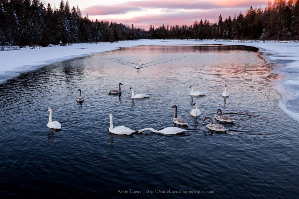 Swans chasing and biting each other on a partially frozen lake